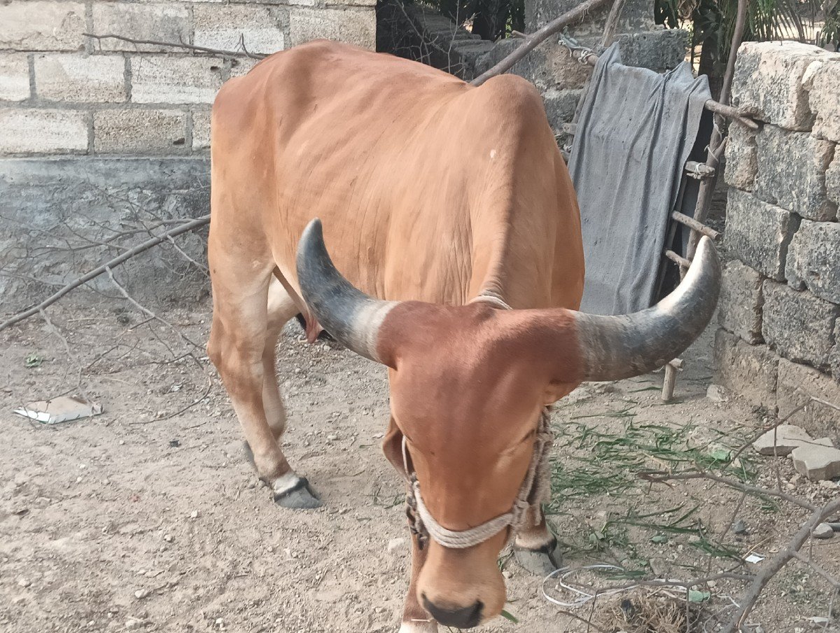 વેચવાની છે