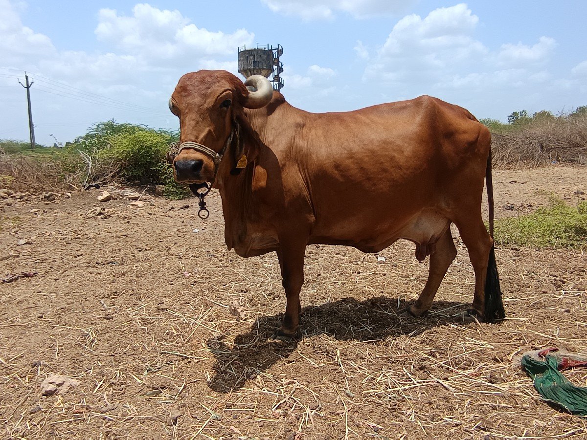 ગીર ગાય