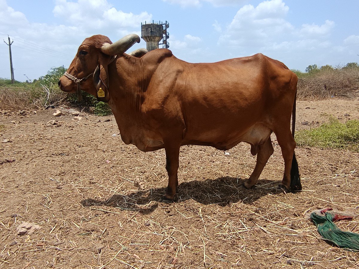 ગીર ગાય