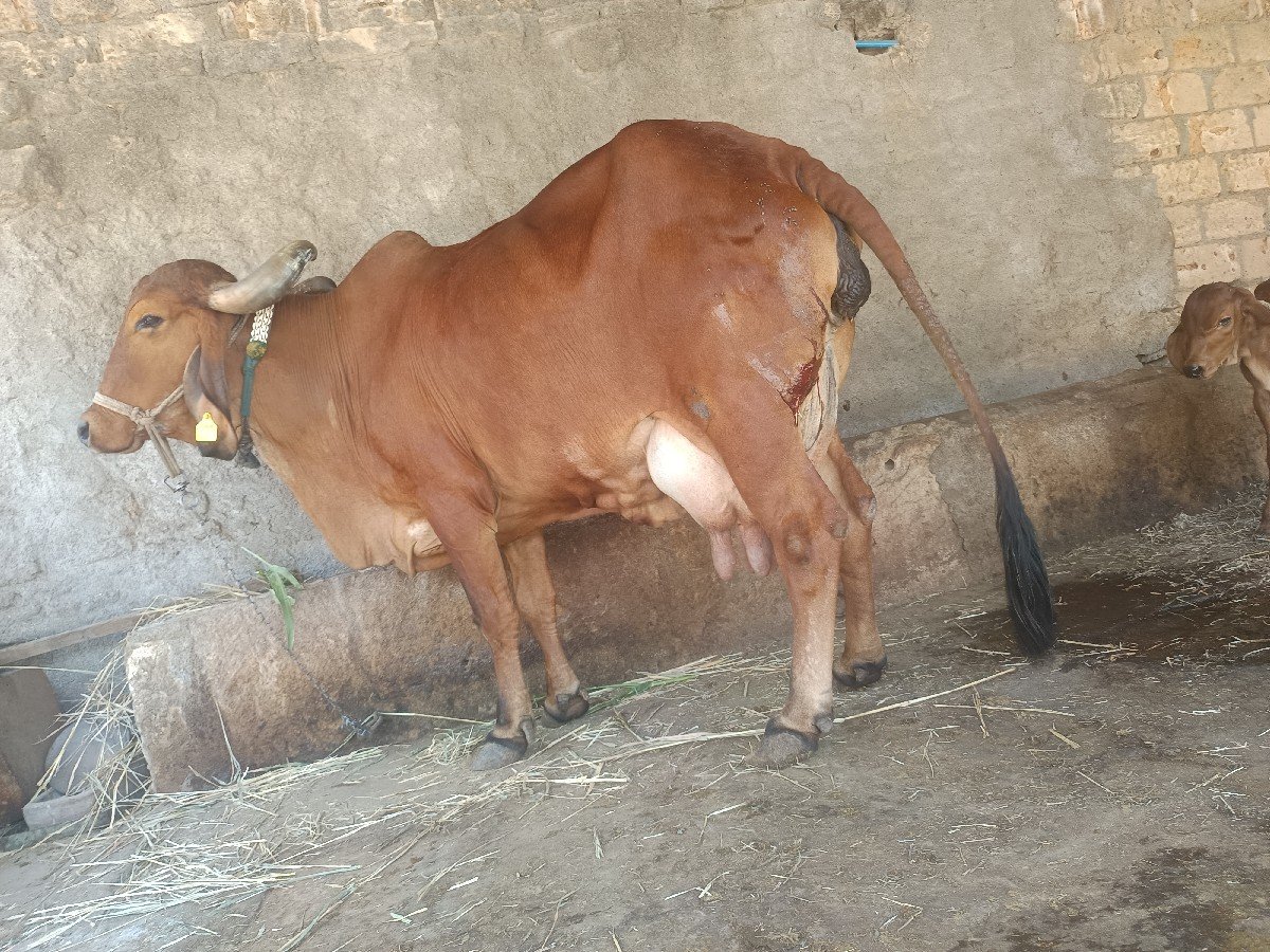 ગીર ગાય