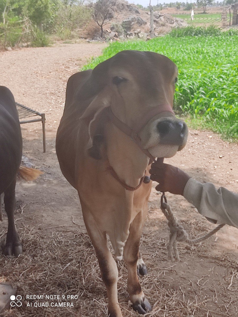 ગયા વેચવાની છે
