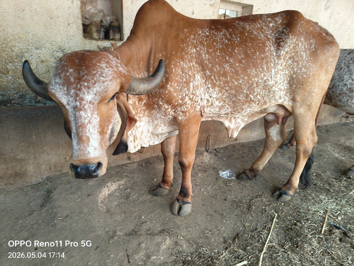 ખડેલું વેચવા નું સે