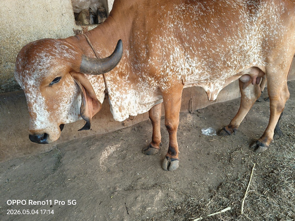 ખડેલું વેચવા નું સે