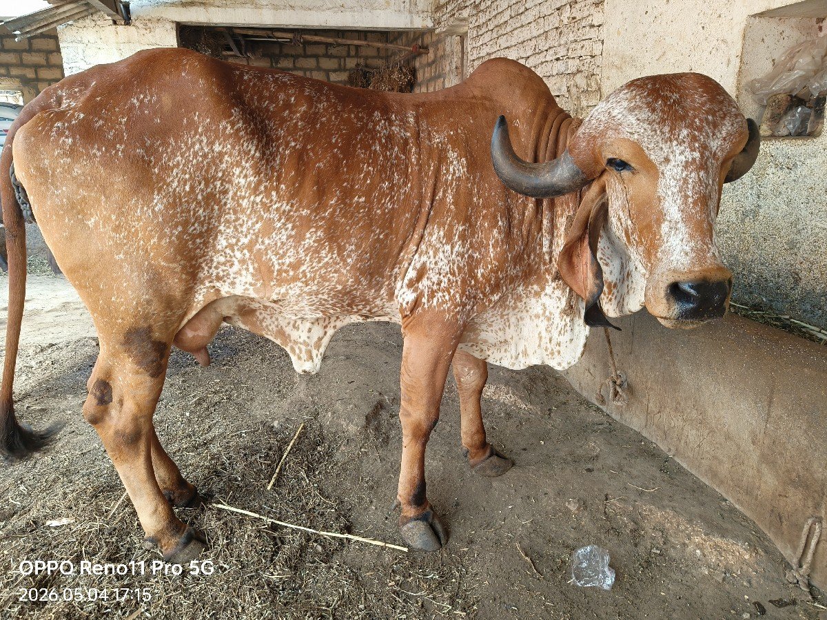 ખડેલું વેચવા નું સે