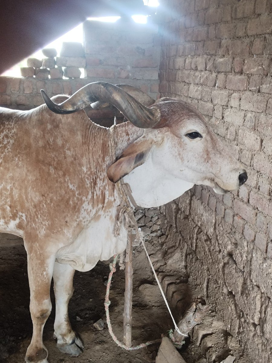 ગાય વેસવાની સે