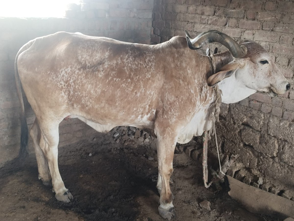ગાય વેસવાની સે