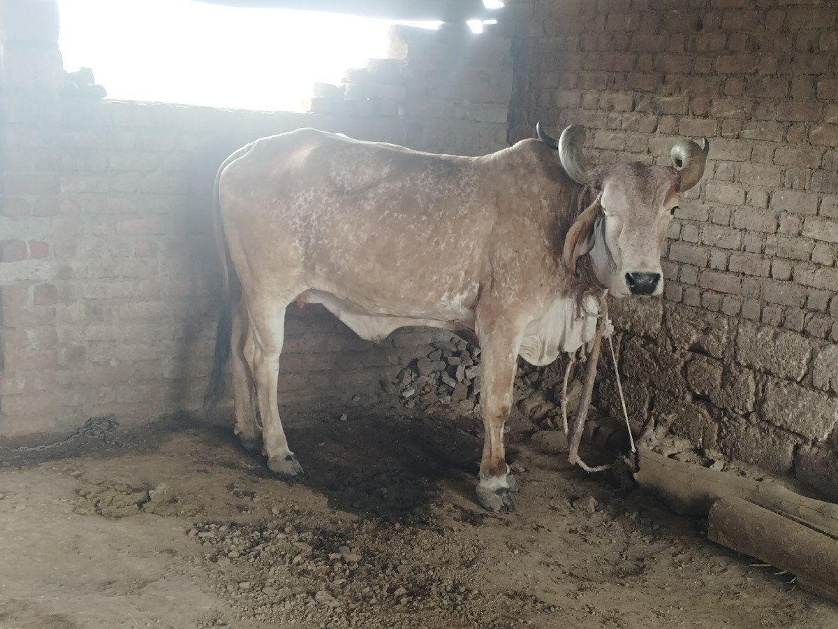 ગાય વેસવાની સે
