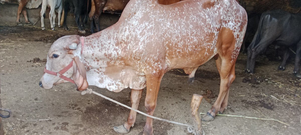 વાસળો વેચવાનો છે