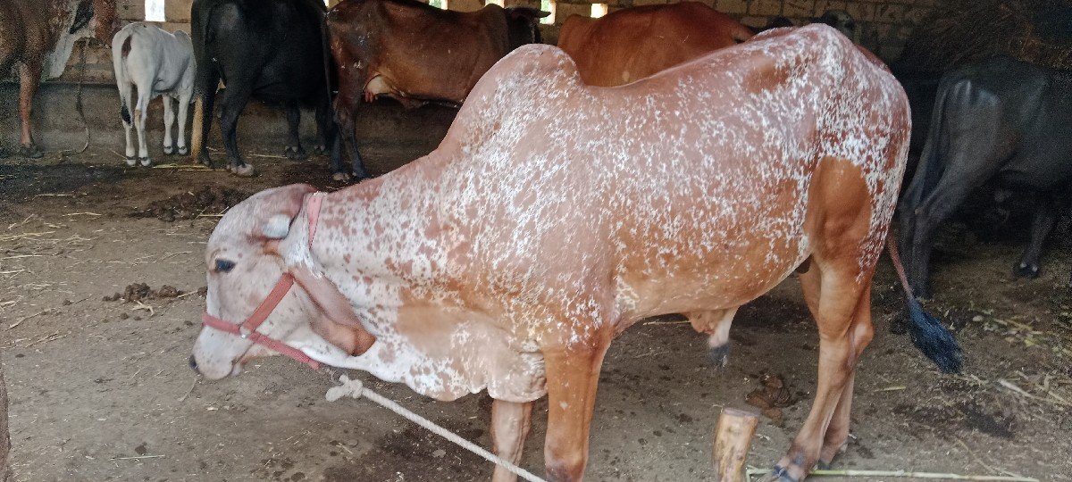 વાસળો વેચવાનો છે
