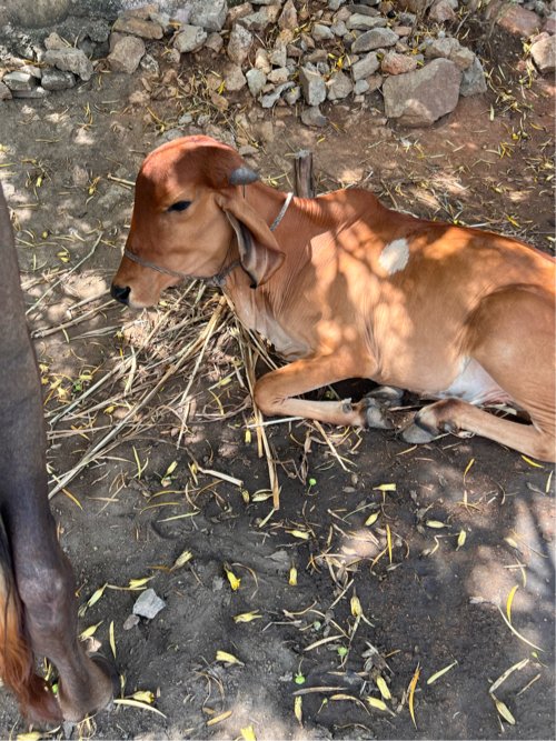 Mafat deva ni se