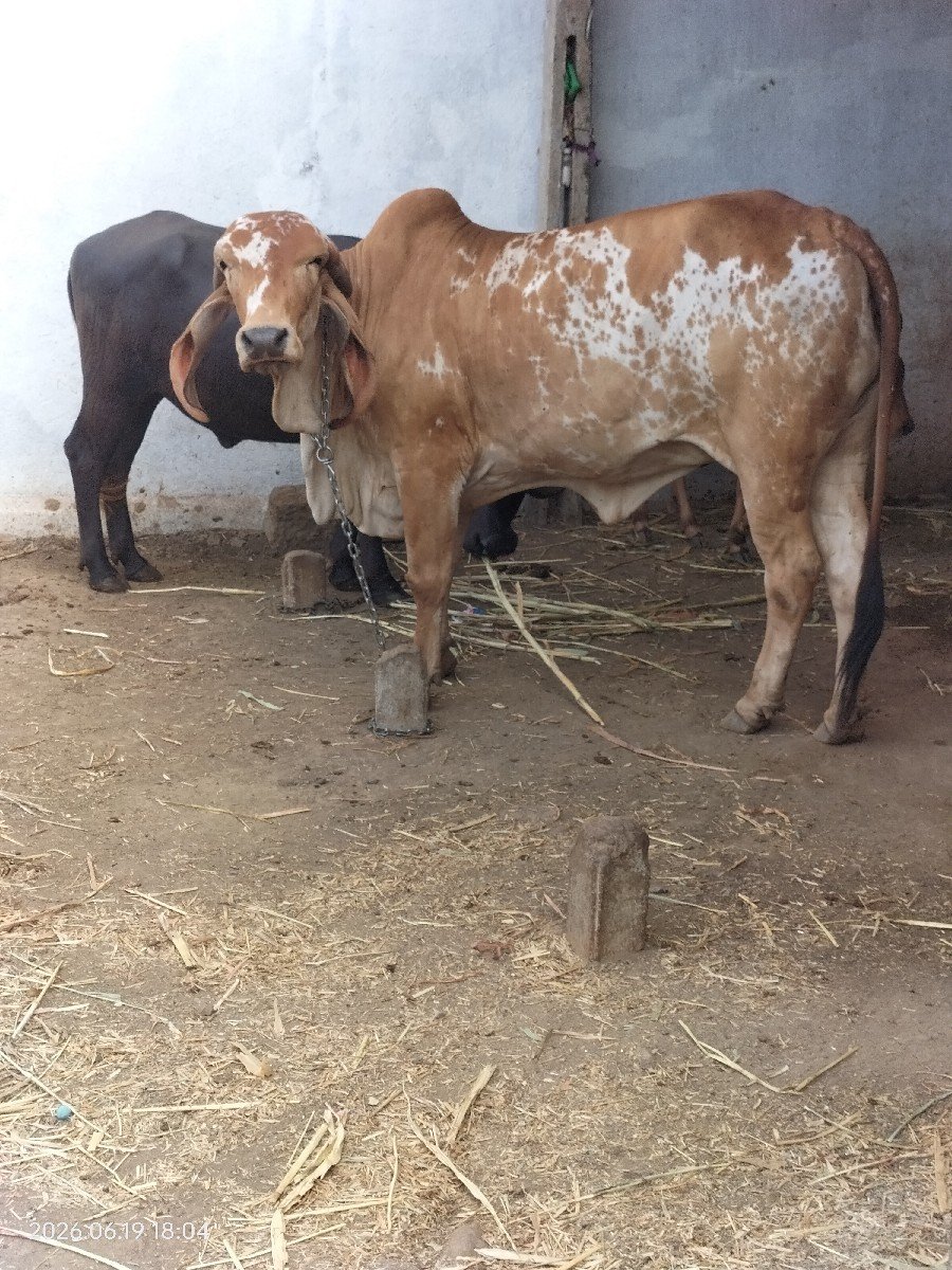 હોડકી વેચવાની છે