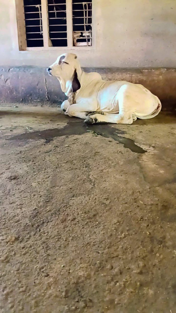 વાછડો વેચવાનો છે
