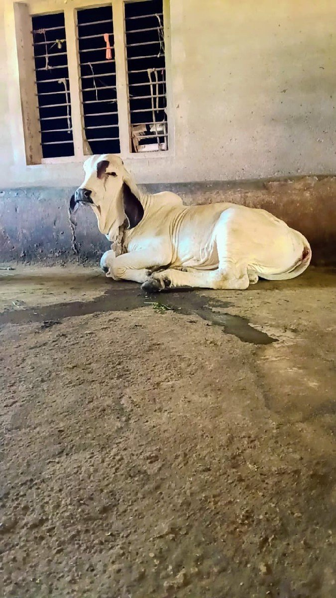વાછડો વેચવાનો છે
