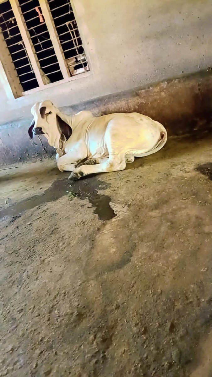 વાછડો વેચવાનો છે
