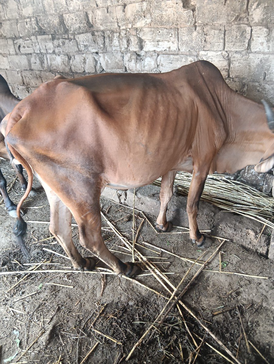 ગાય વેચવાની છે