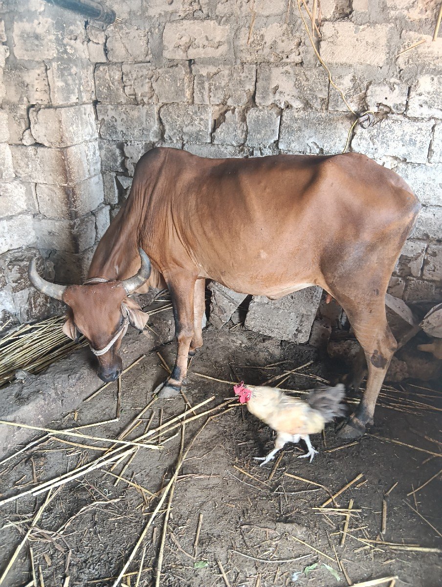 ગાય વેચવાની છે