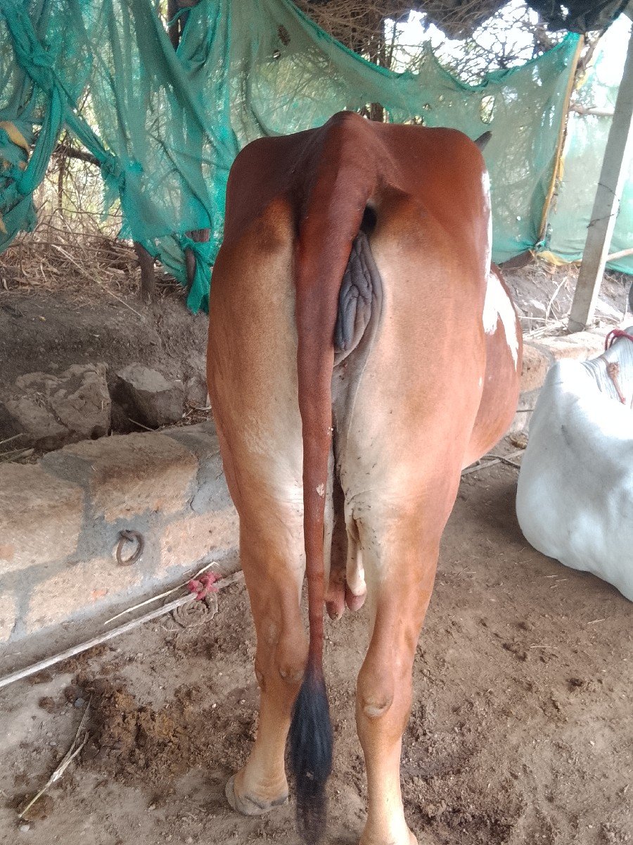 ગાય બીજું વેતર ગાભણ છે સાત મના