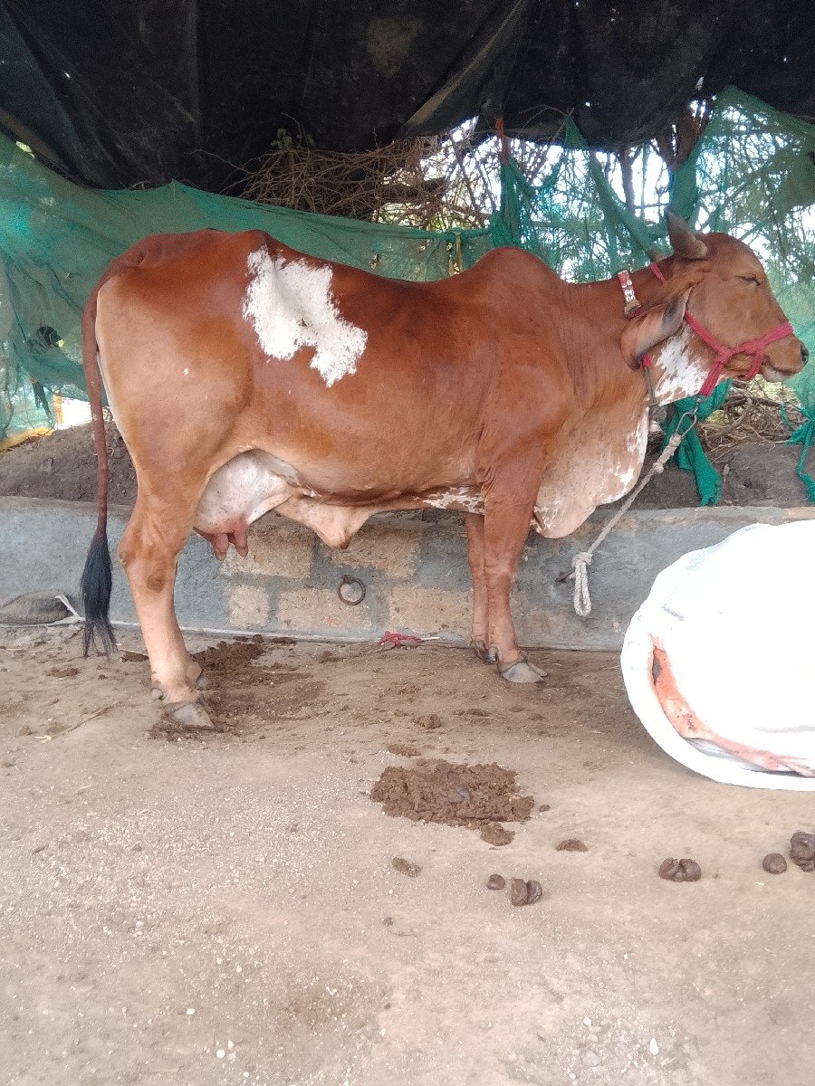 ગાય બીજું વેતર ગાભણ છે સાત મના