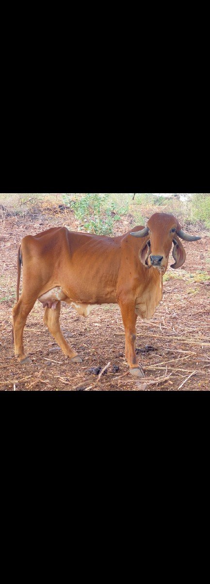 sell 7600252381