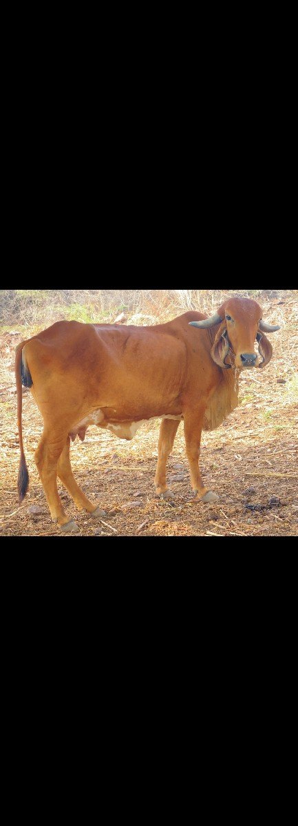 sell 7600252381