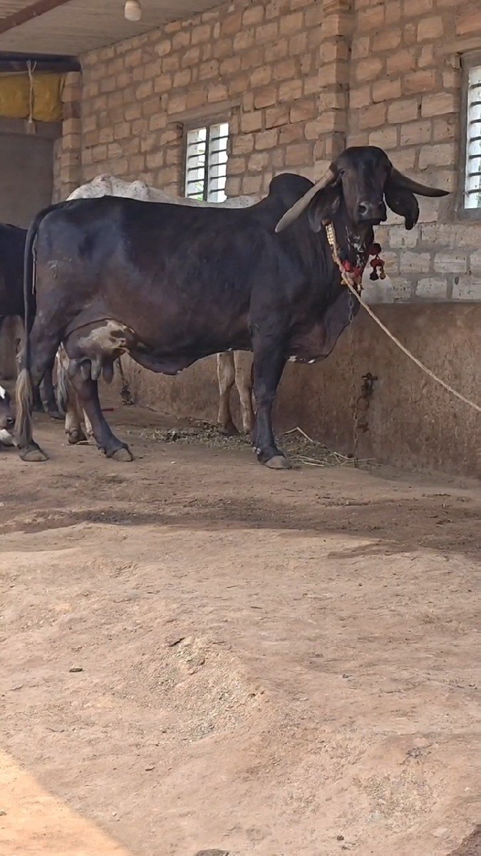 બ્લેક ગીર ગાય