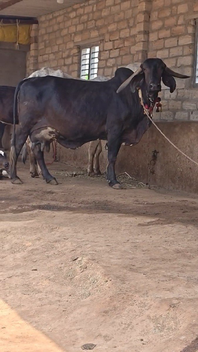 બ્લેક ગીર ગાય