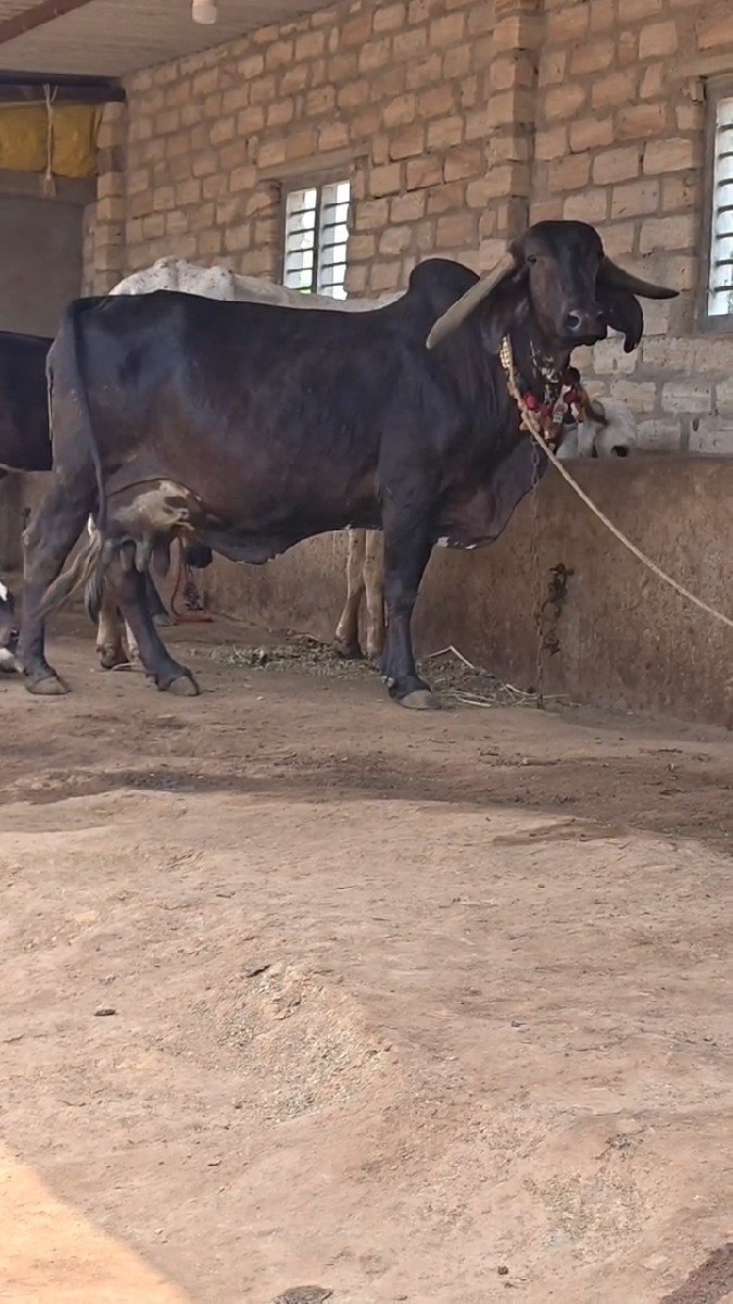 બ્લેક ગીર ગાય
