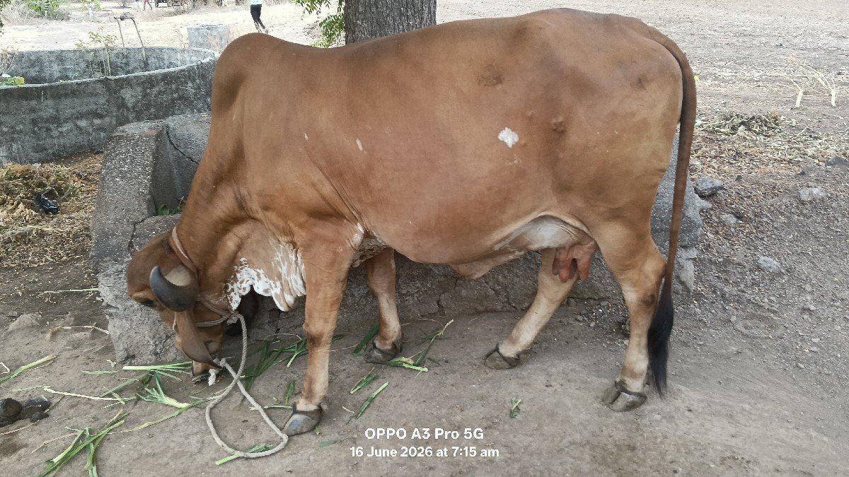 ગાય વેચવા ની છે