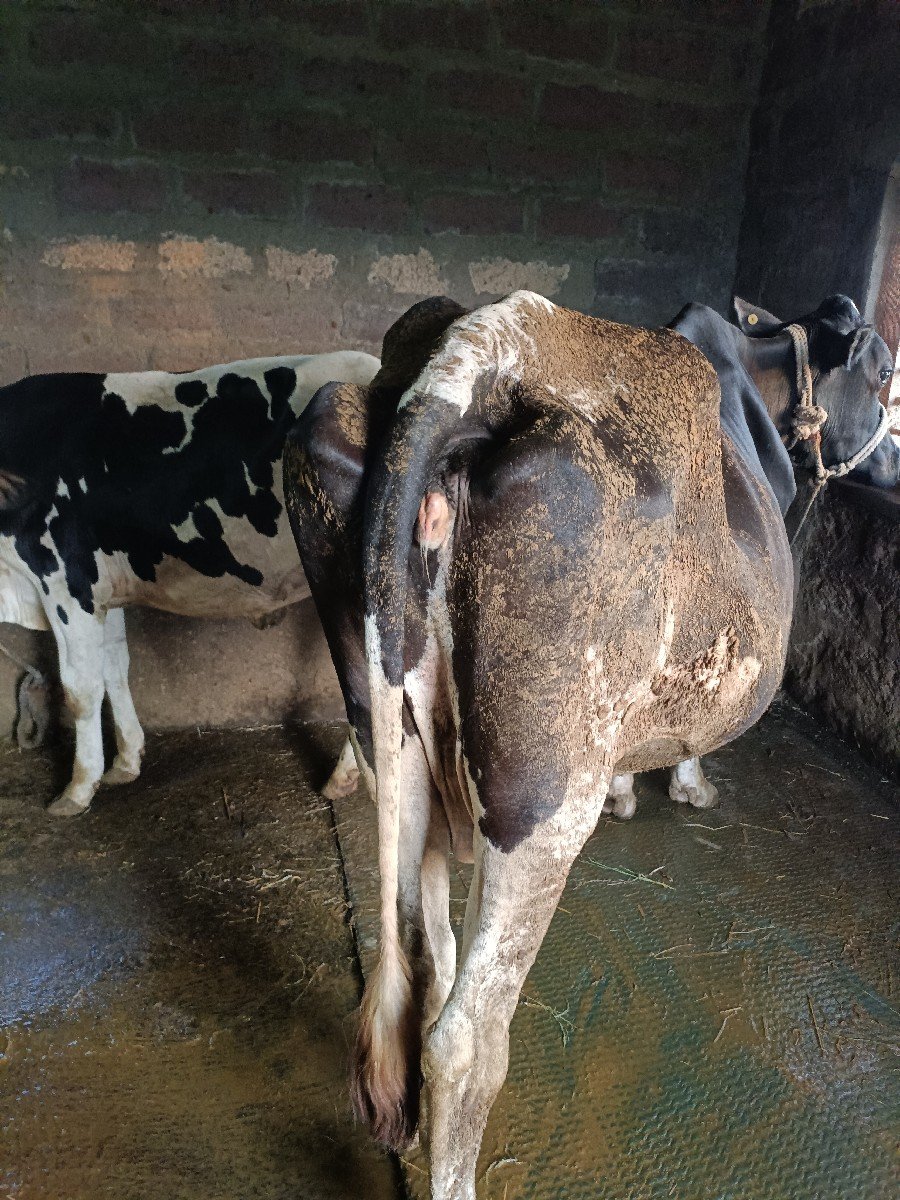h f ગાય 8 મહિનો ગાભણ