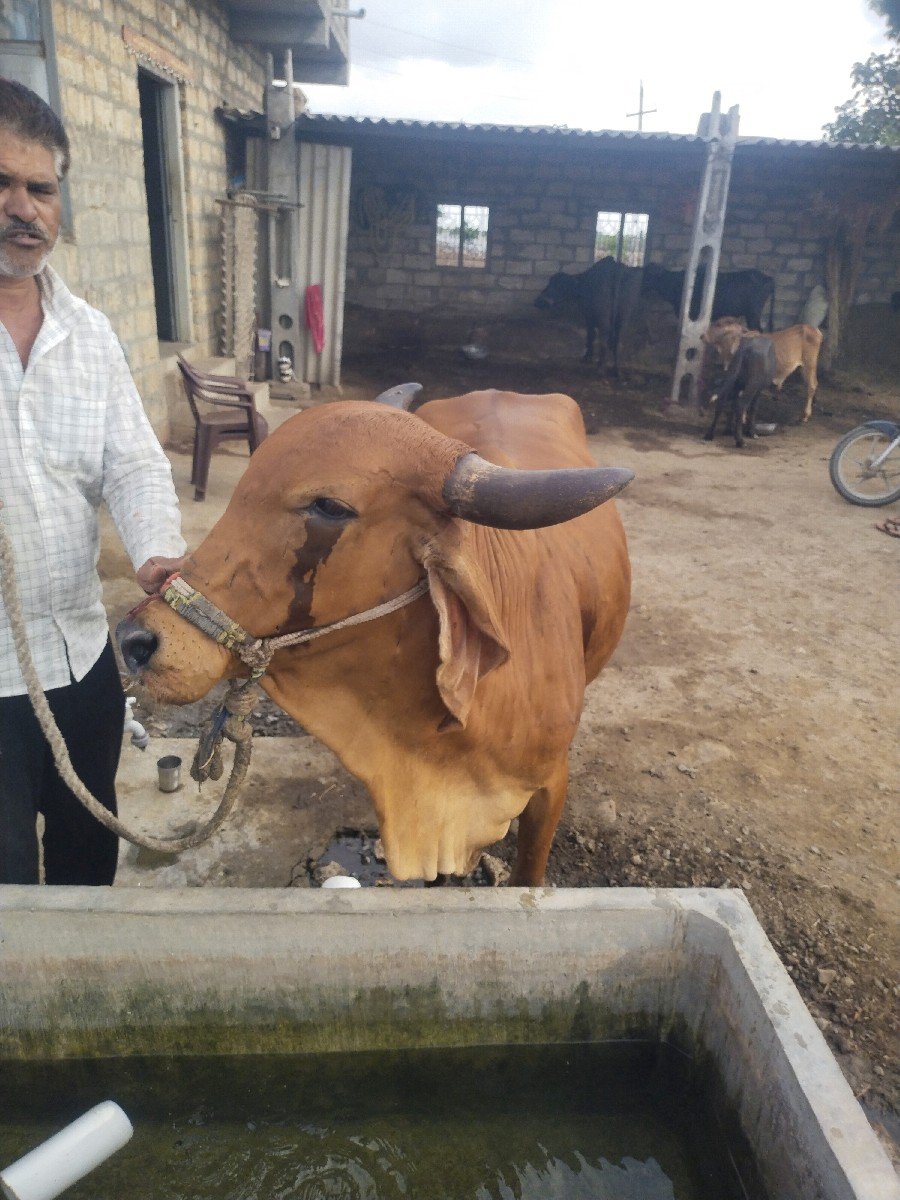 1 વેતર હોડકી