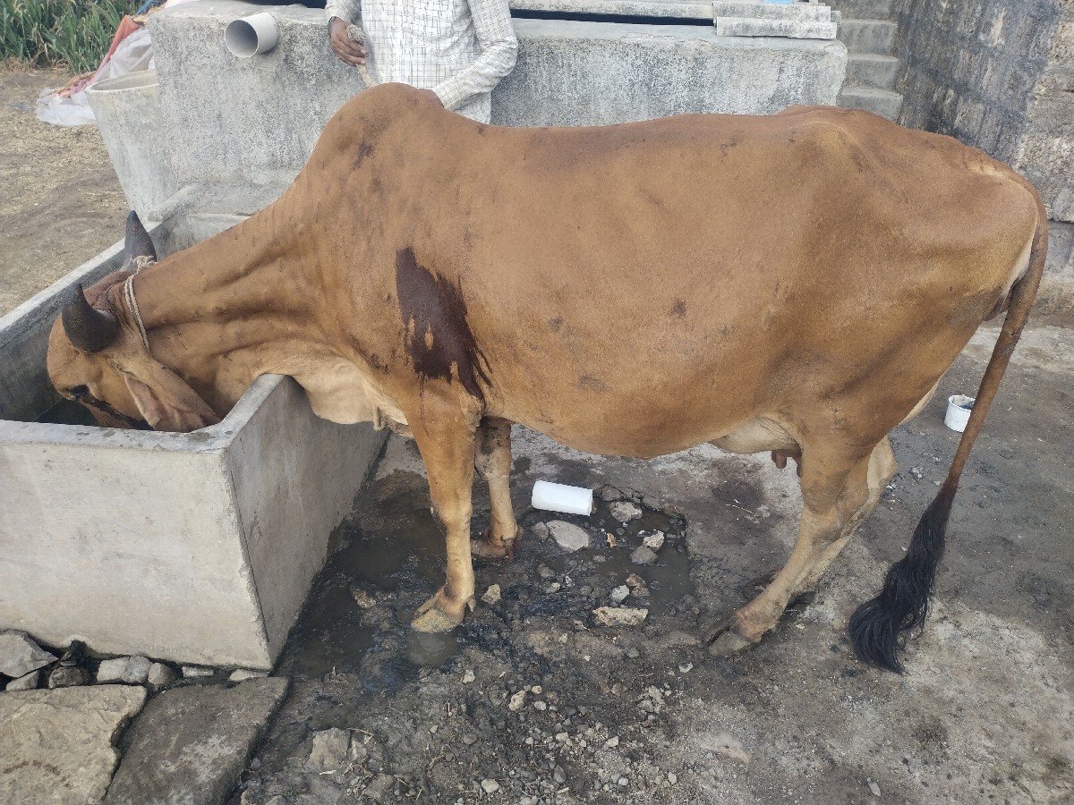 1 વેતર હોડકી