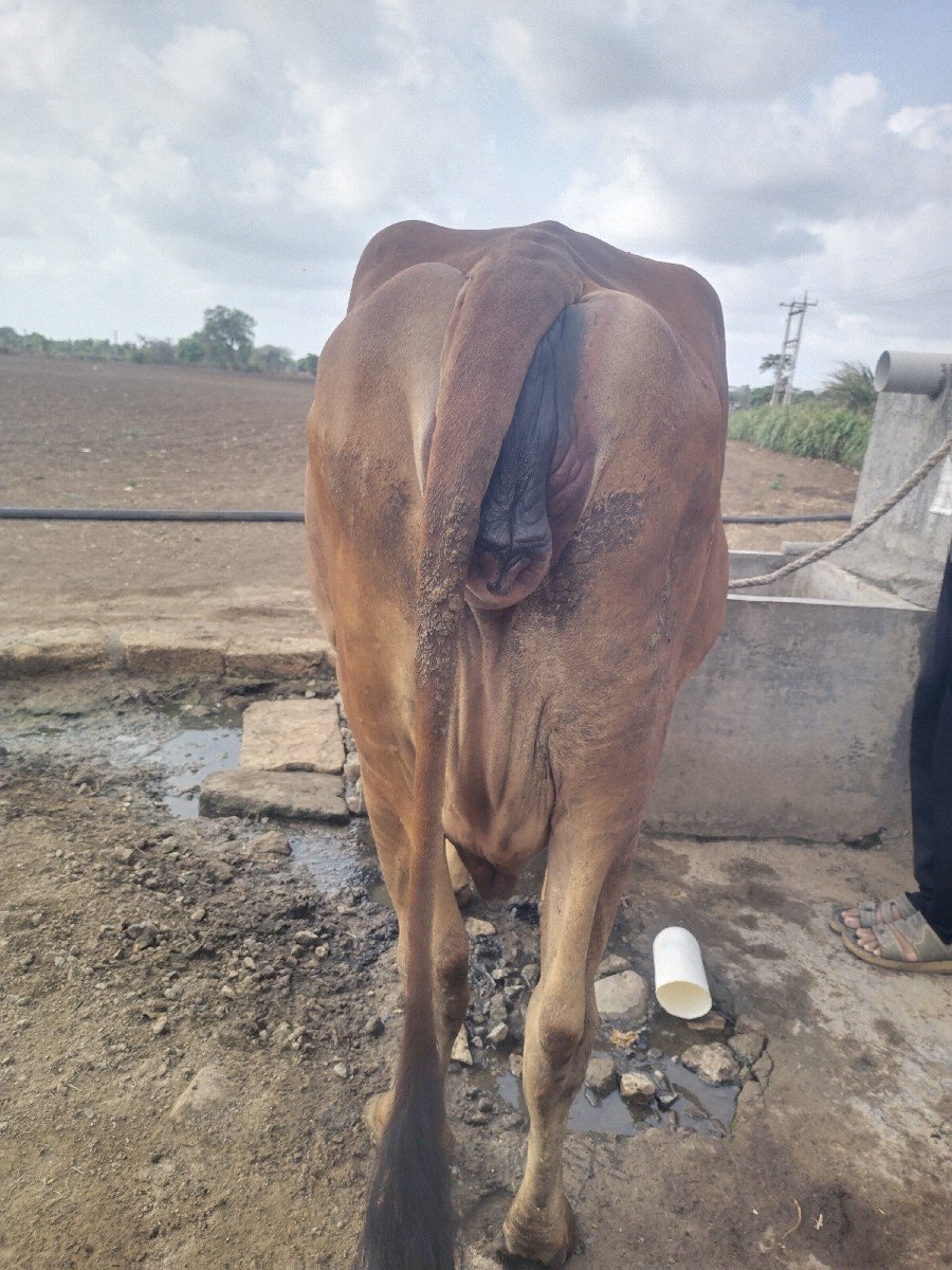 1 વેતર હોડકી