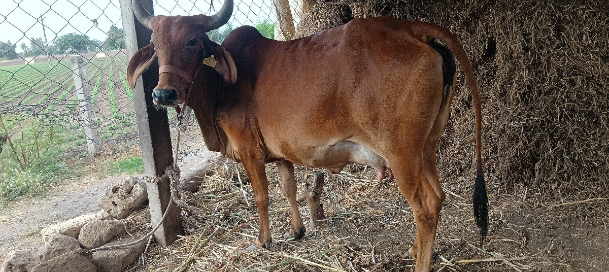 ગાય વેચવાની છે