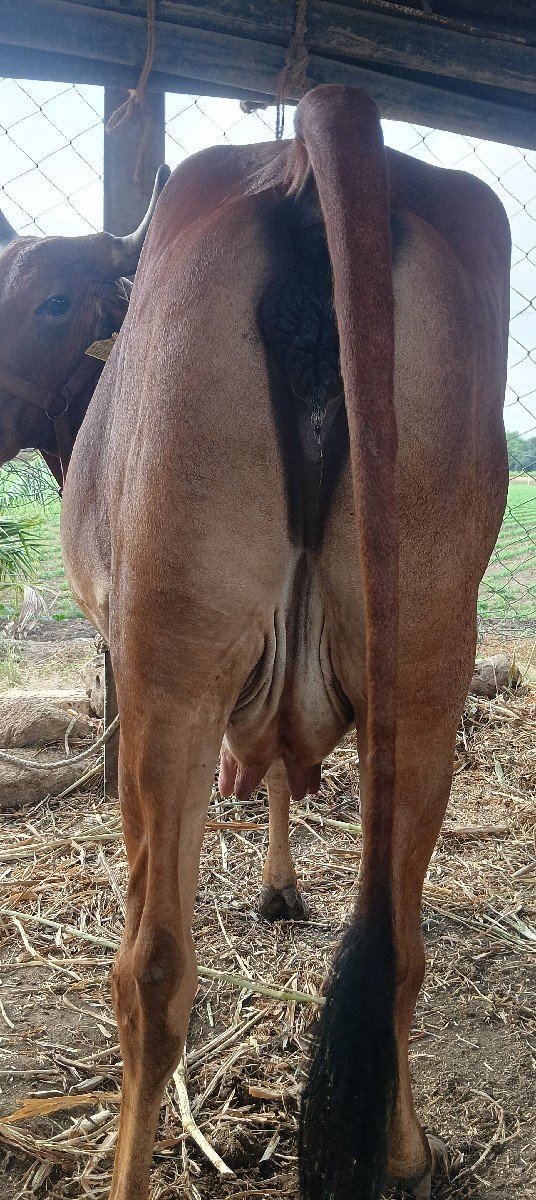 ગાય વેચવાની છે