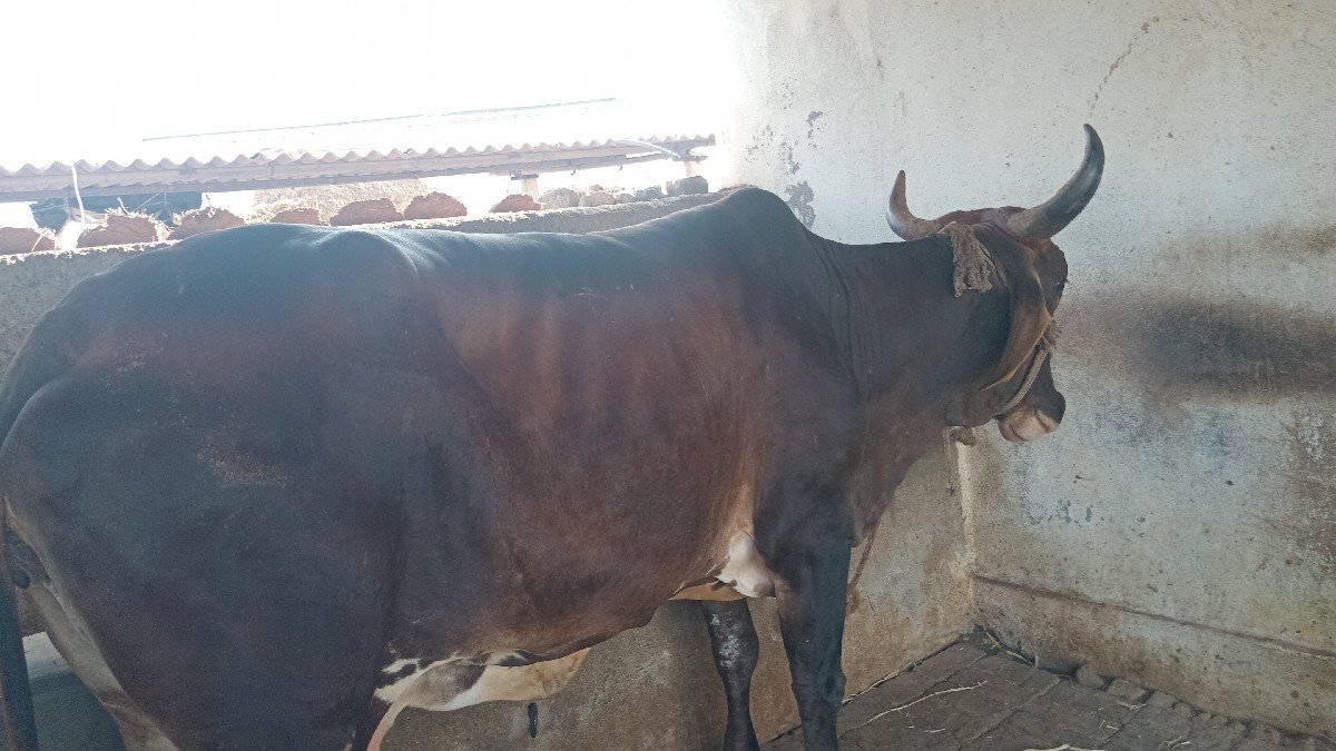 હોળકી વેચવાની છે