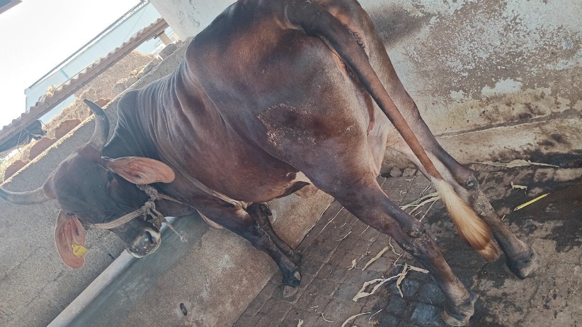 હોળકી વેચવાની છે