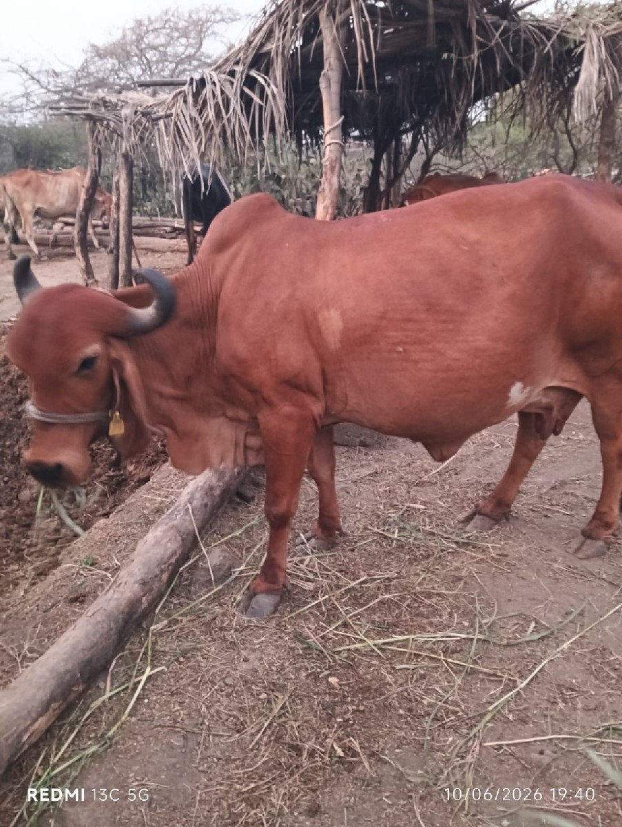 ગીર ગાય વેચવાની છે