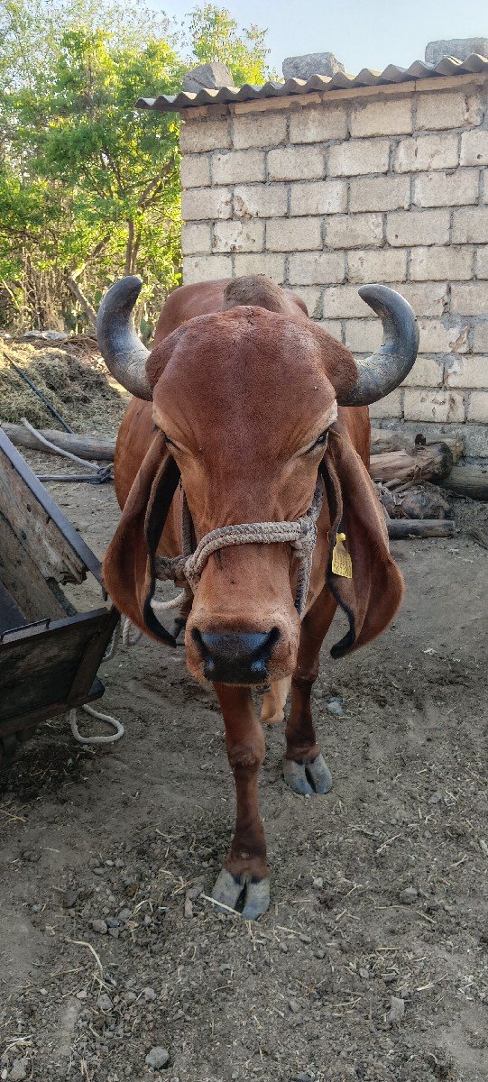 ગીર ગાય વેચવાની છે