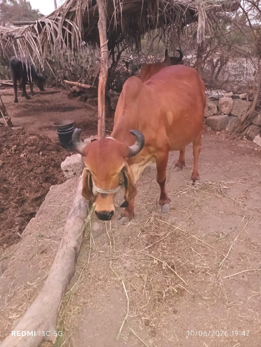 ગીર ગાય વેચવાની છે