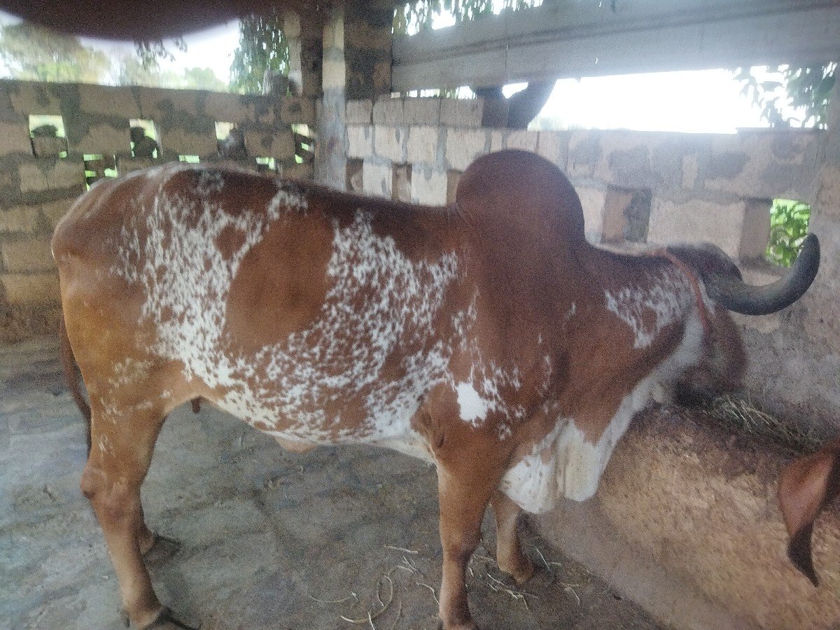 ગીર ગાય વેચવાની છે