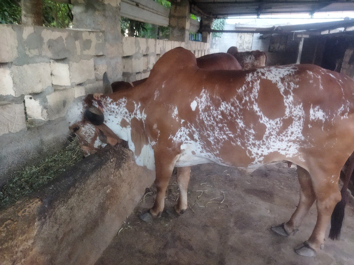 ગીર ગાય વેચવાની છે