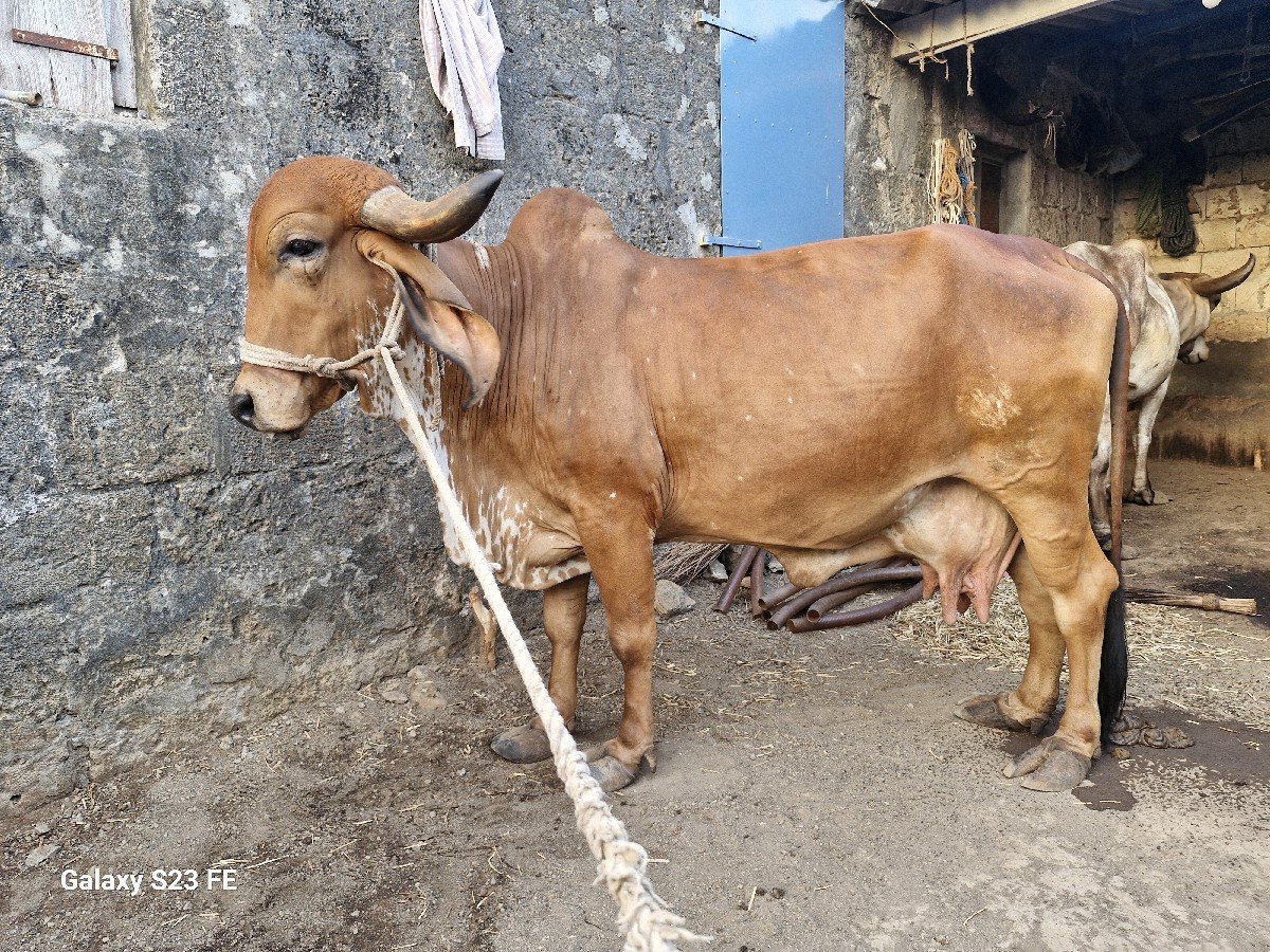 ગીર ગાય વેચવાની છે.