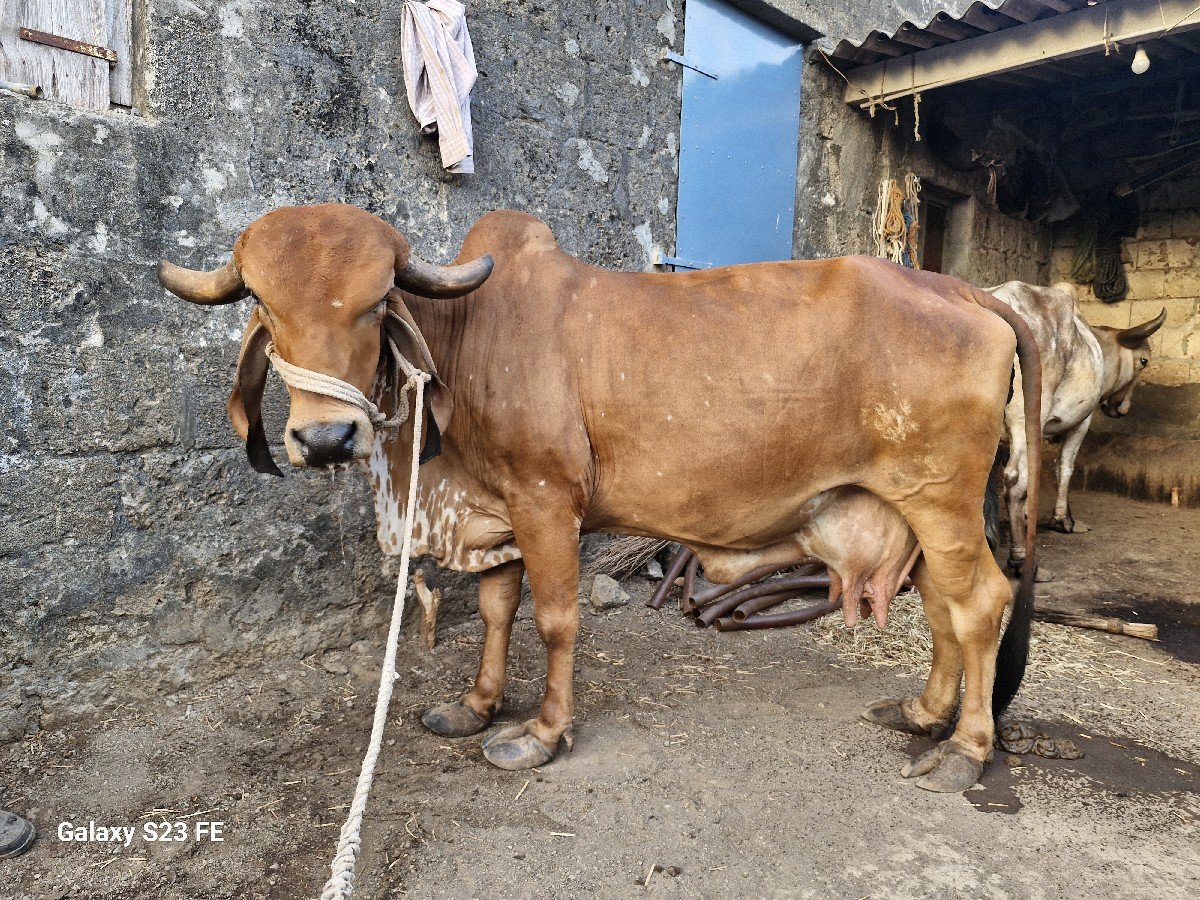 ગીર ગાય વેચવાની છે.