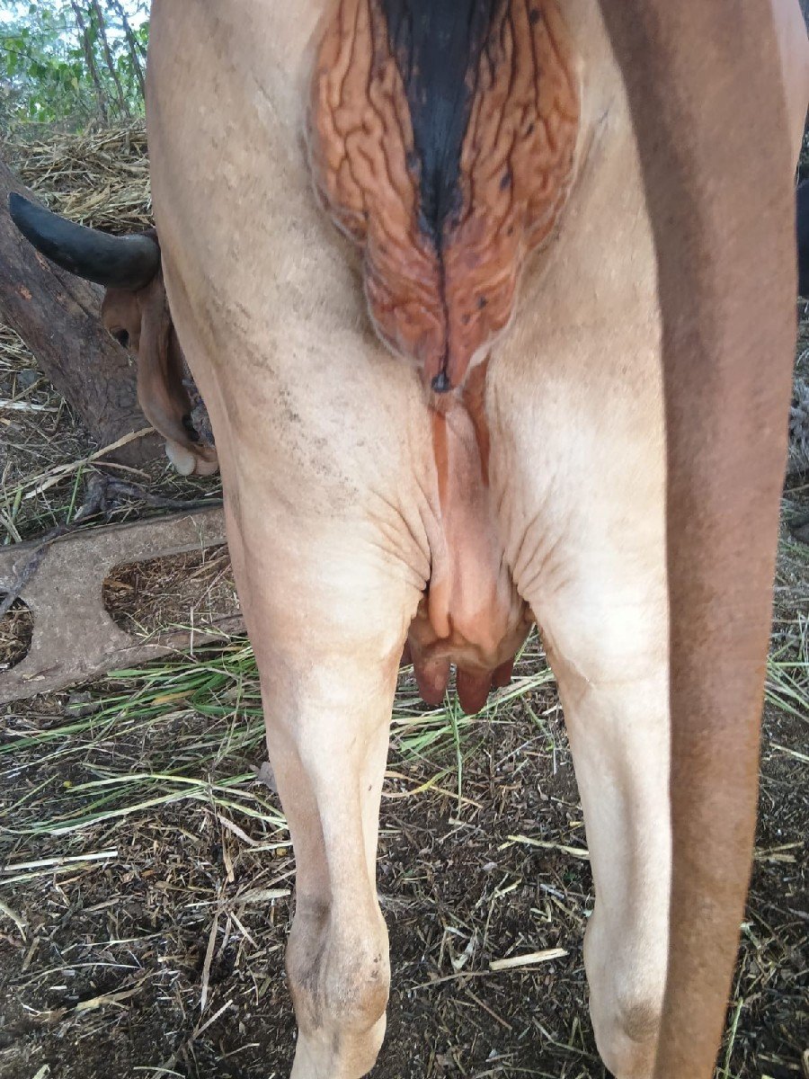 ગાય વેચાણ માટે છે