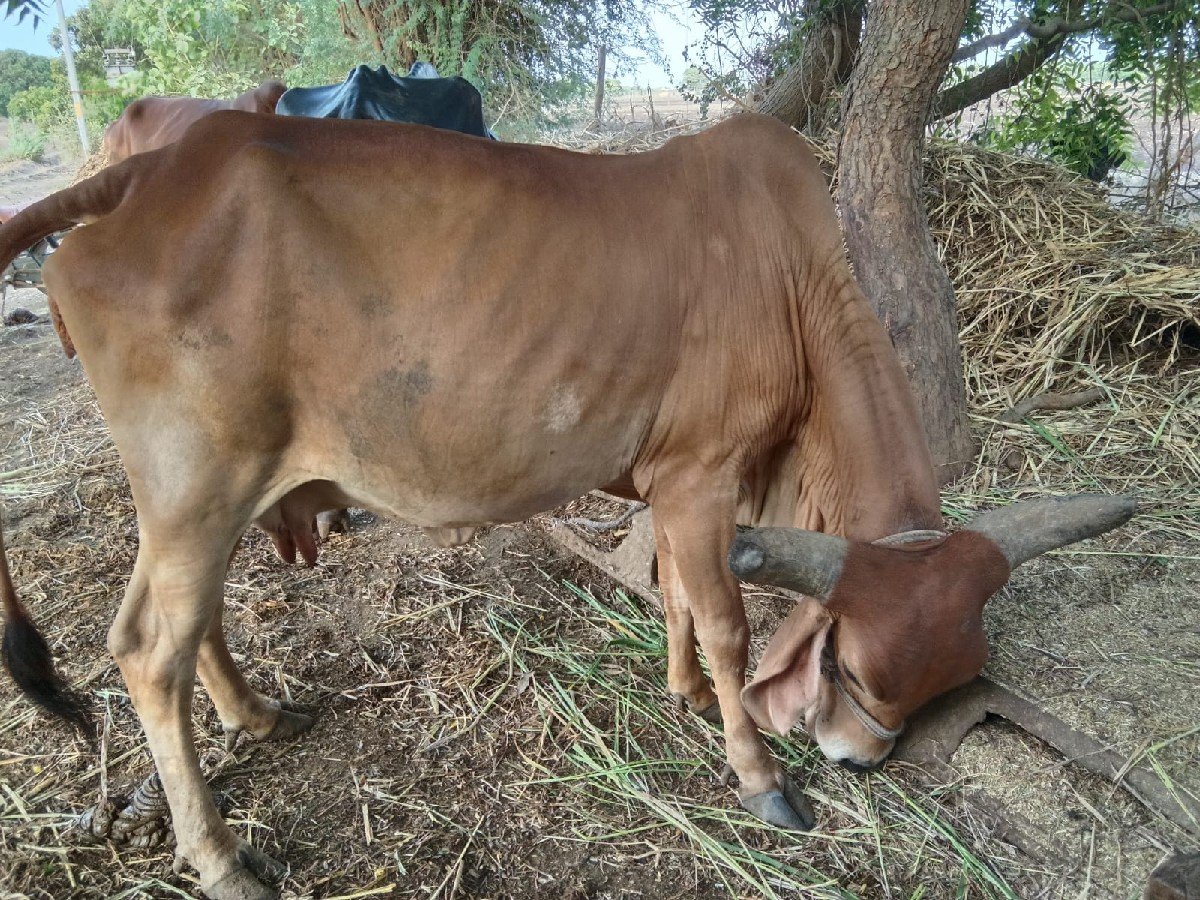 ગાય વેચાણ માટે છે