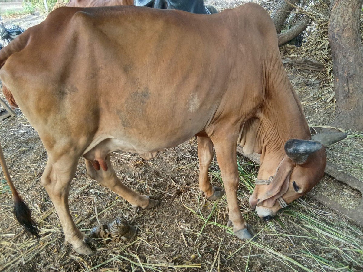 ગાય વેચાણ માટે છે