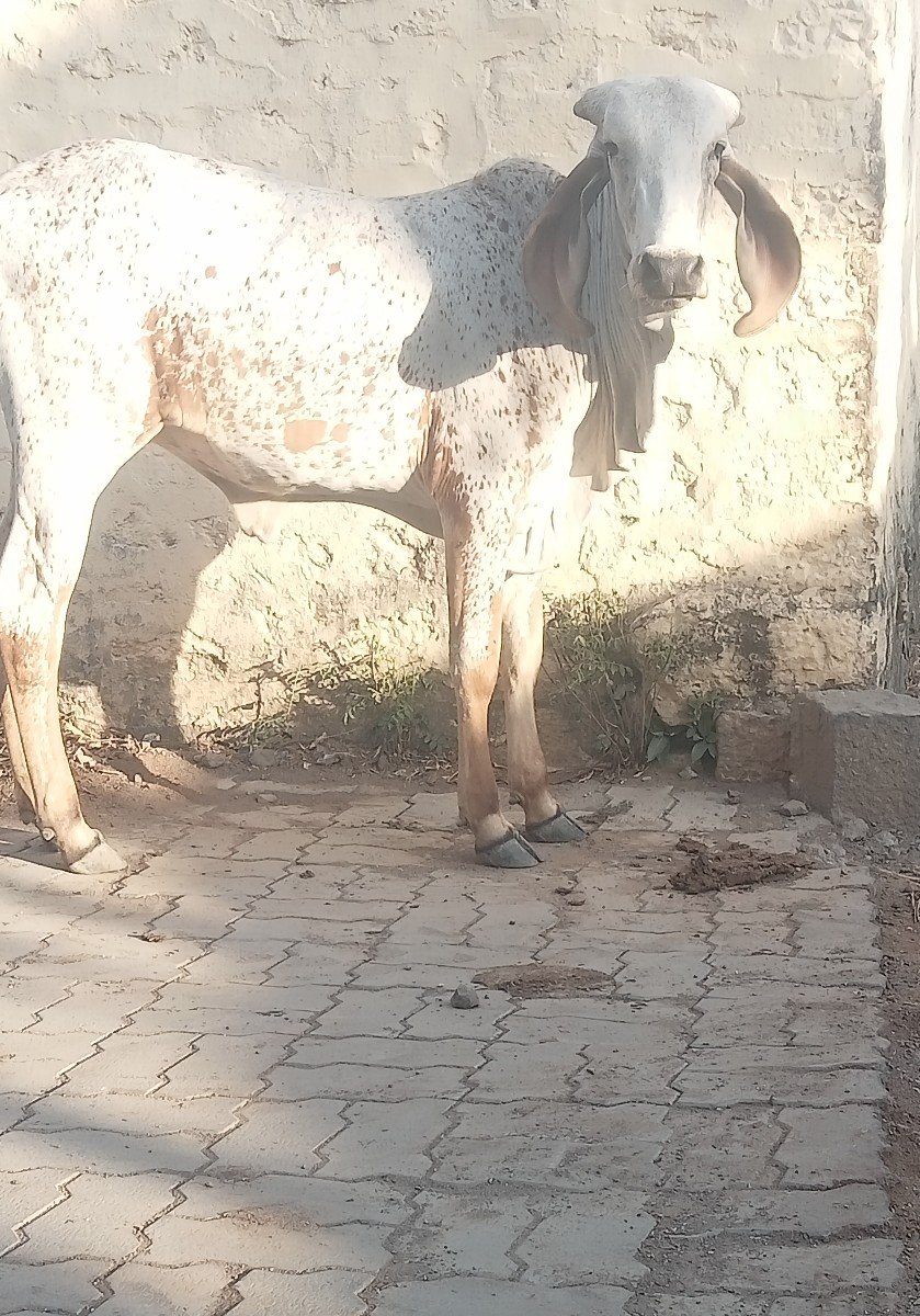 કાબરી