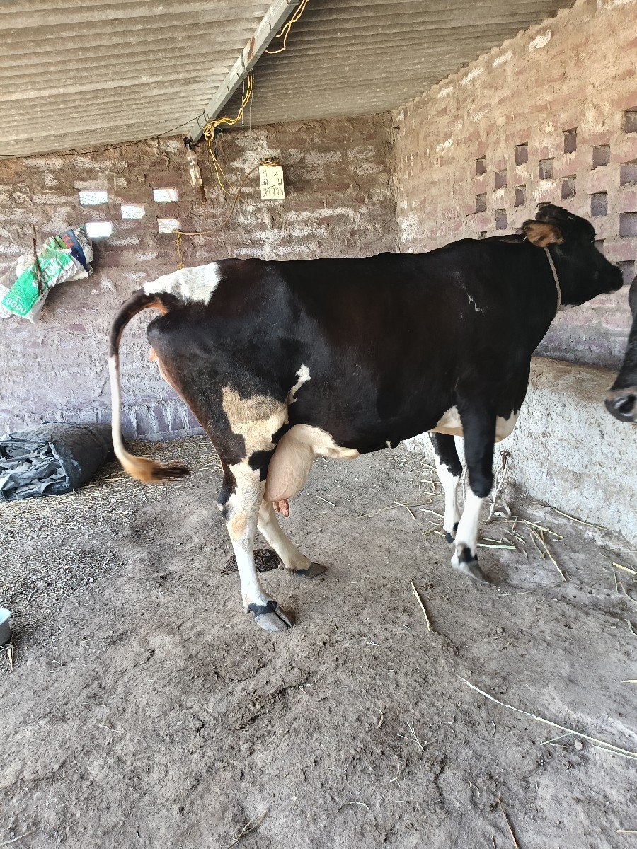 ગળકોટડી બાબરા અમરેલી