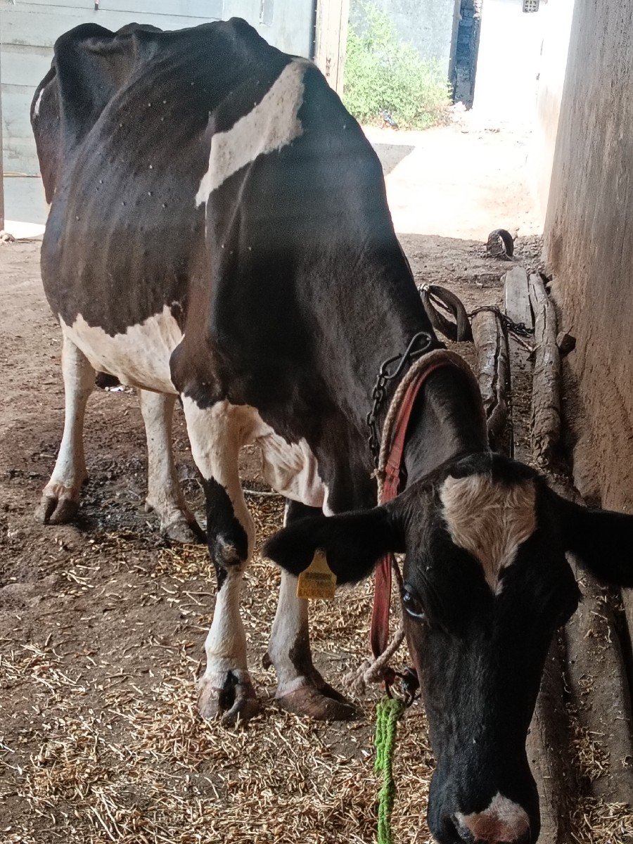 એચએફ ગાય વેચવાની છે