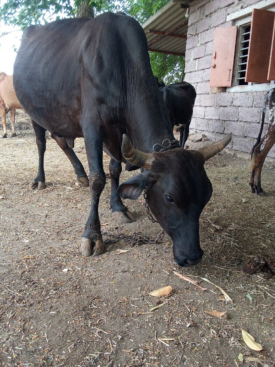ગાય વેચવા ની છે